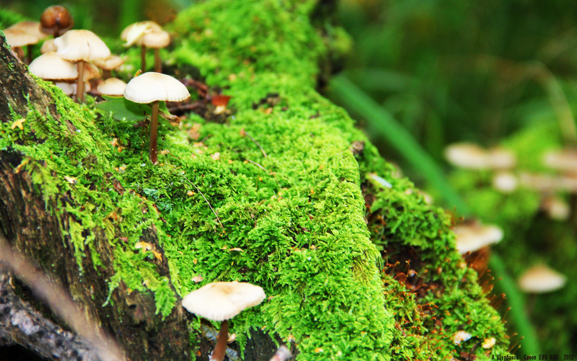 当约基奇空降沈阳,一场斩落休斯顿火箭的平行时空之战