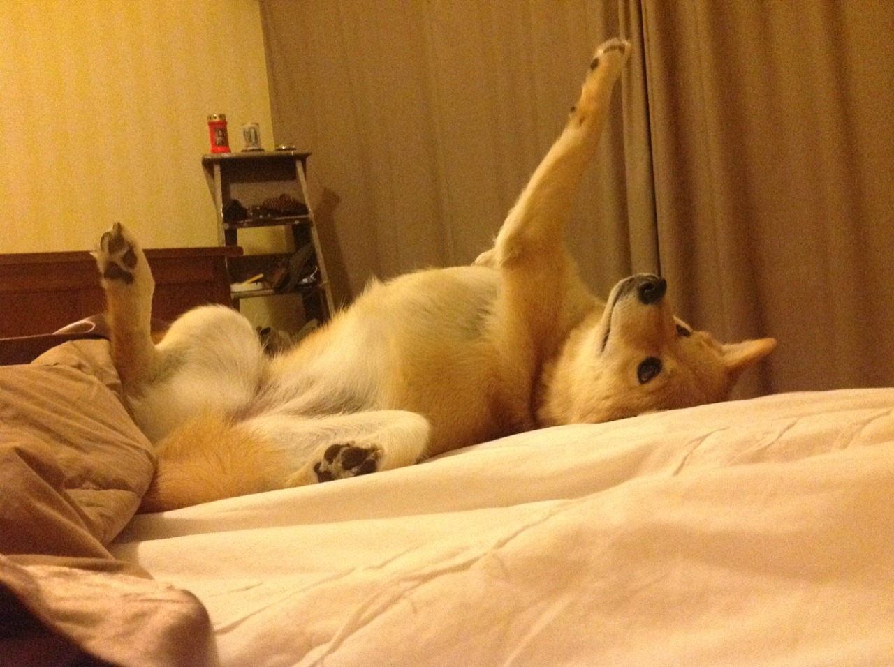 华体会app-钢铁荆棘，加维的绞杀艺术与塞维利亚的欧战基因