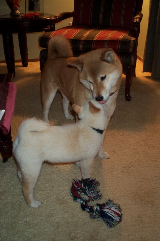 防守铁闸的诞生，厄德高在2026世界杯之夜锁死对手